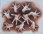 "Agilis digitus" - 73 x 92